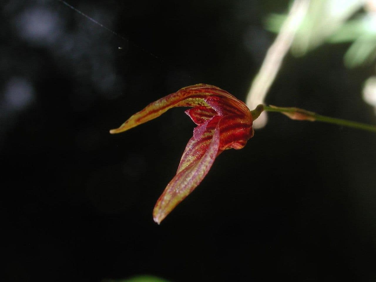 Specklinia 4