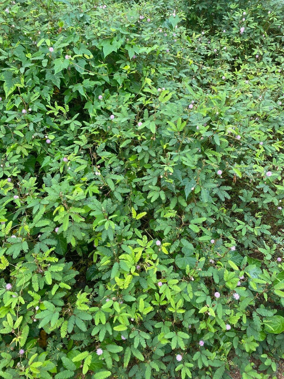 Mimosa pudica 11