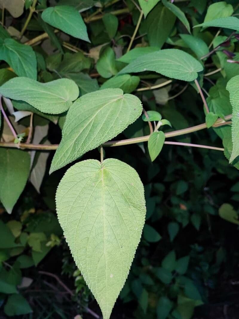Salvia 7