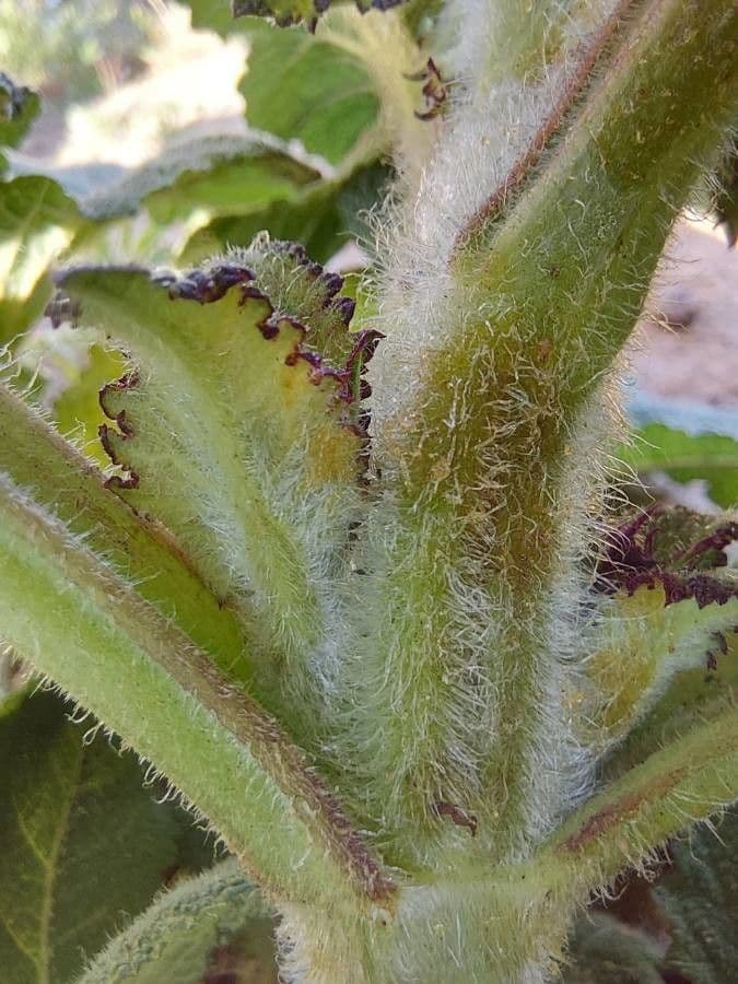 Šalvia muškátová 24