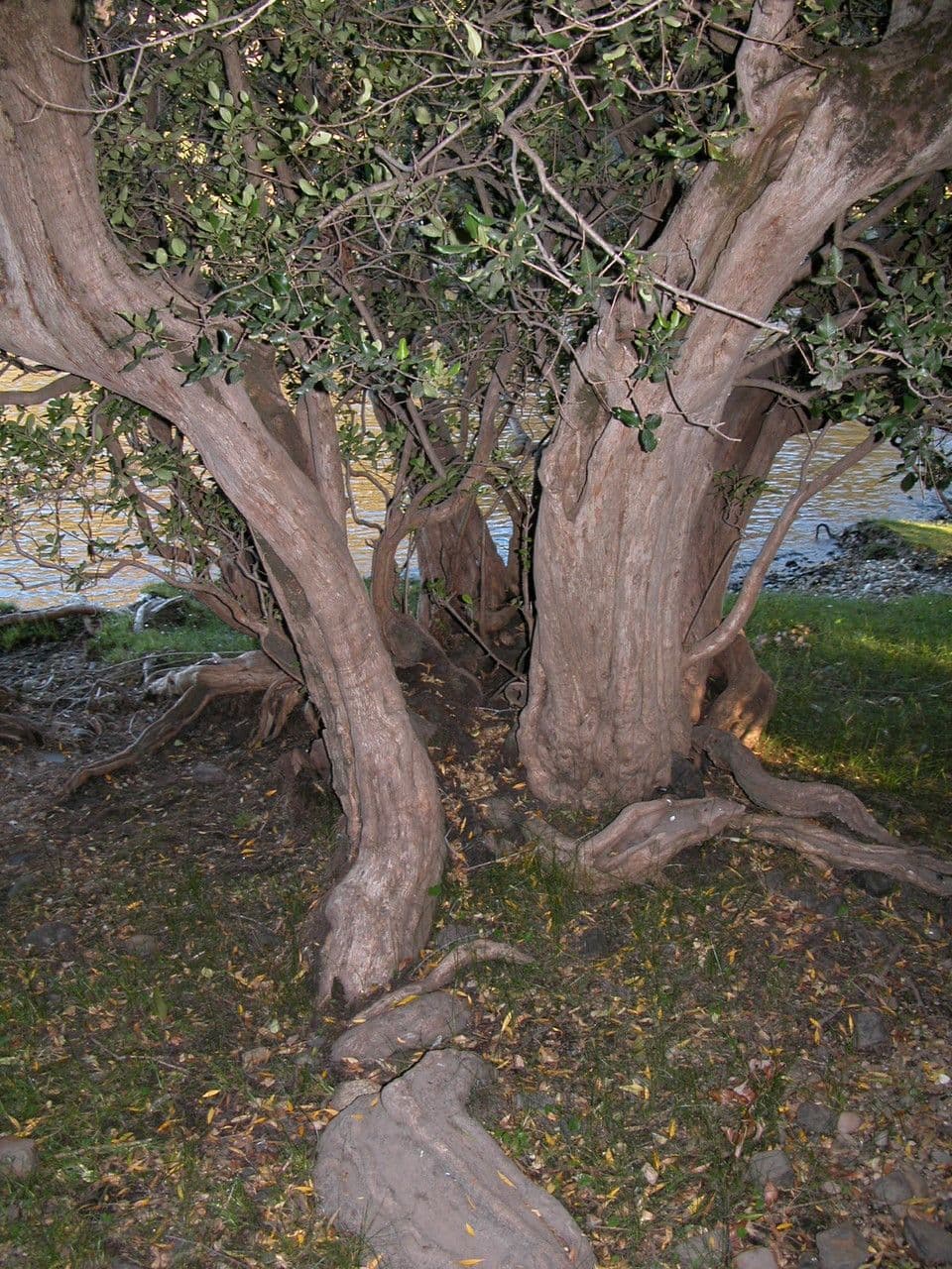 Myrceugenia 18