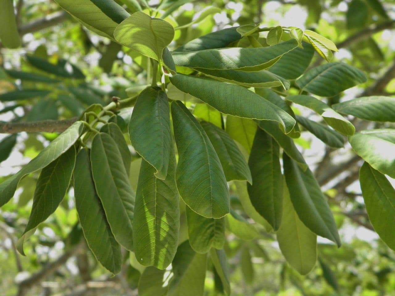 Piscidia piscipula 4