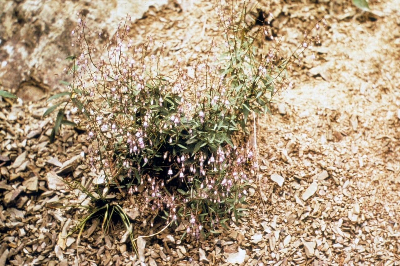 Campanula 10