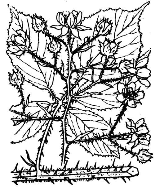 Rubus rudis 20