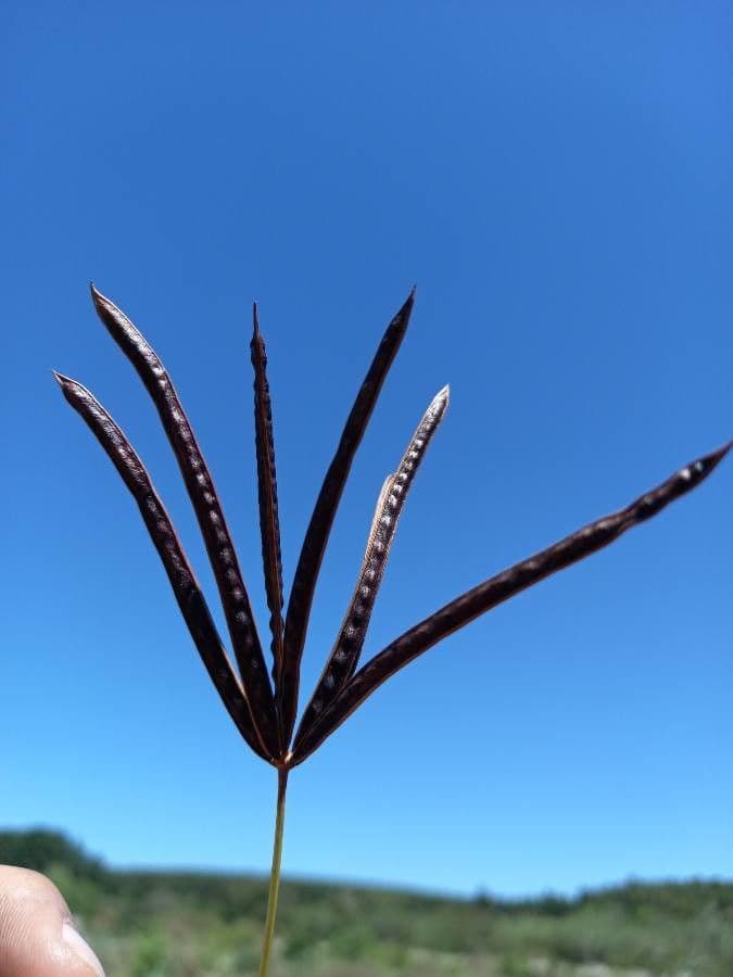 Bogen-Desmanthus 2