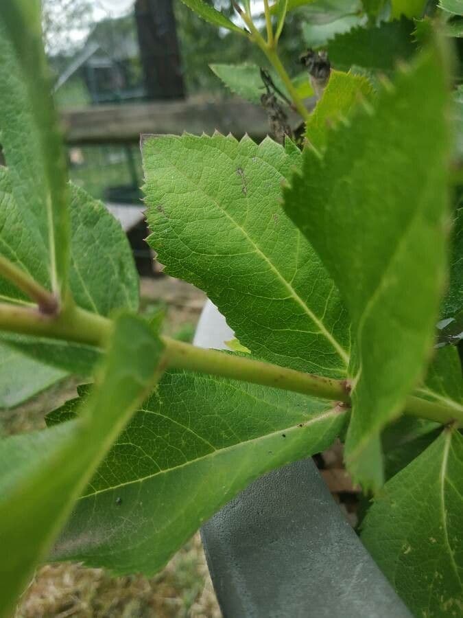 Platycodon à grandes fleurs 22