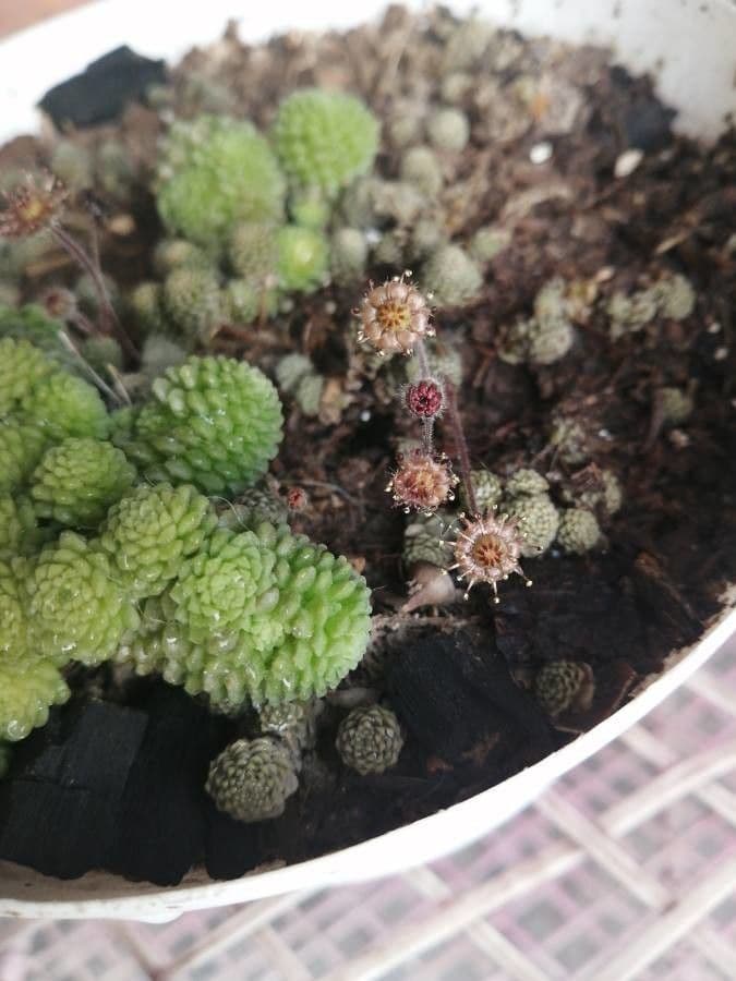 Vielblättrige Monanthes 3