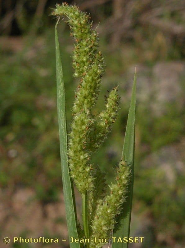 Echinochloa muricata 5
