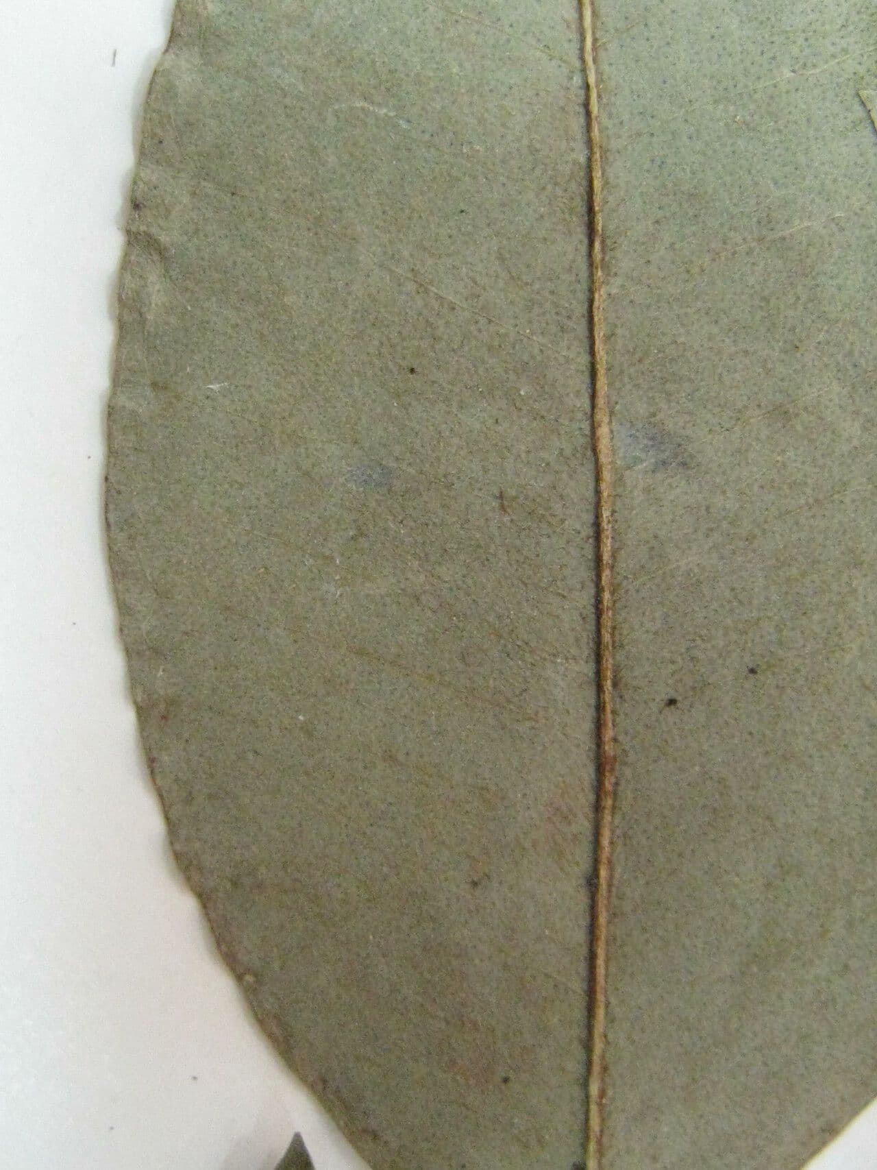 Eugenia 10