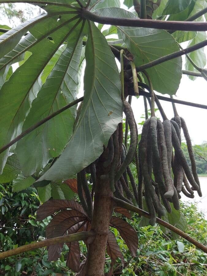 Cecropia 9