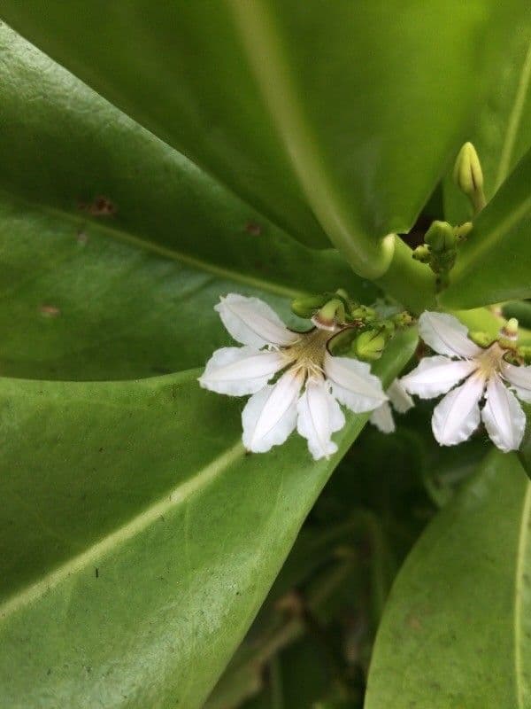 Scaevola taccada 9