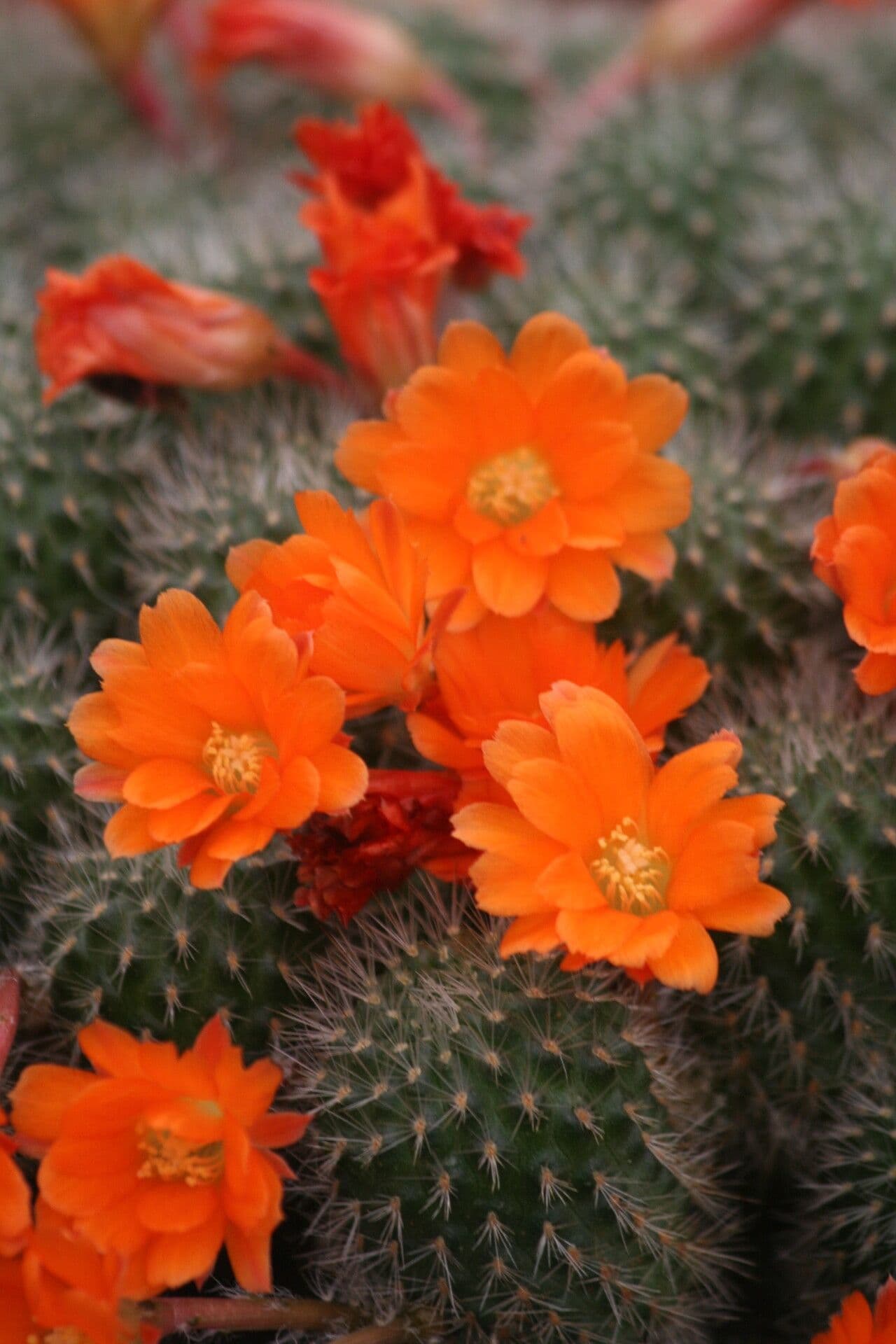 Cactus corona di fuoco 4