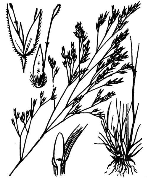 Corynephorus divaricatus 4