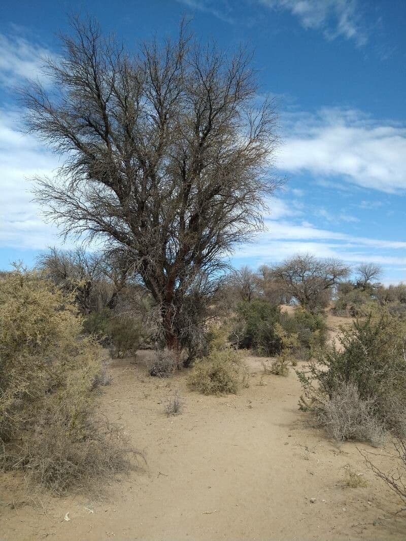 Prosopis flexuosa 5