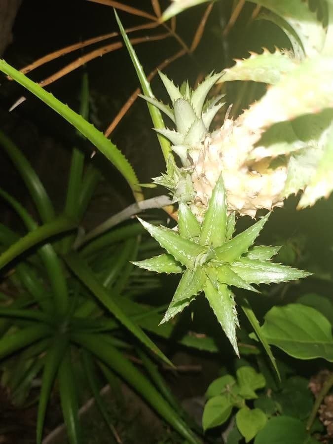 Ananas 24