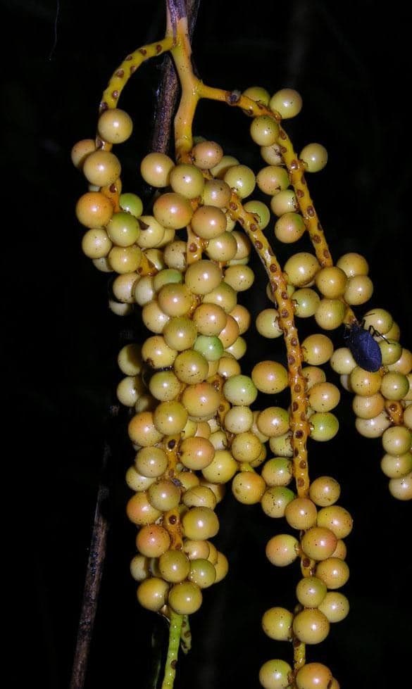 Chamaedorea 4