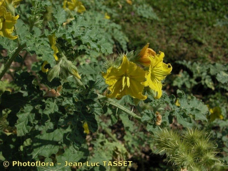 Solanum rostratum 27