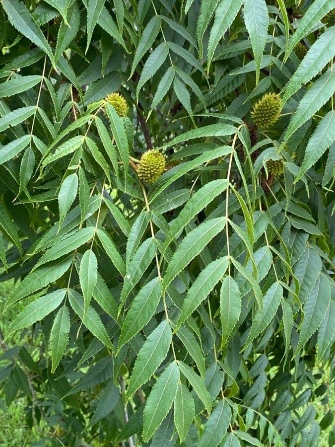 Platycarya strobilacea 17
