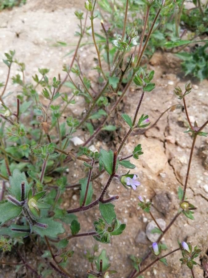 Campanula erinus 16