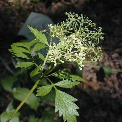 Thaspium brodaty 5