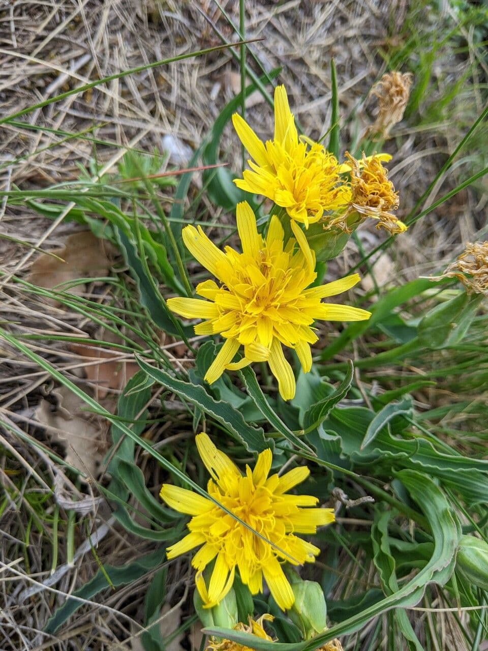 Scorzonera austriaca 5