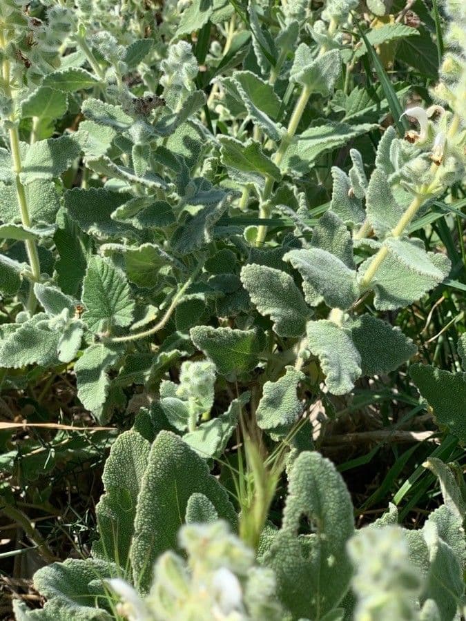 Salvia dominica 8