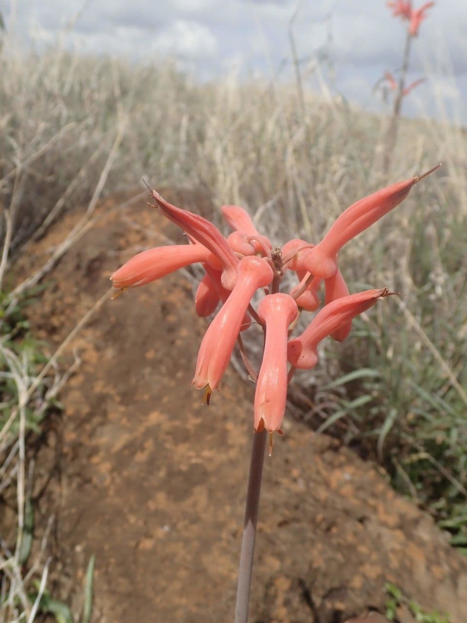 Aloe 10