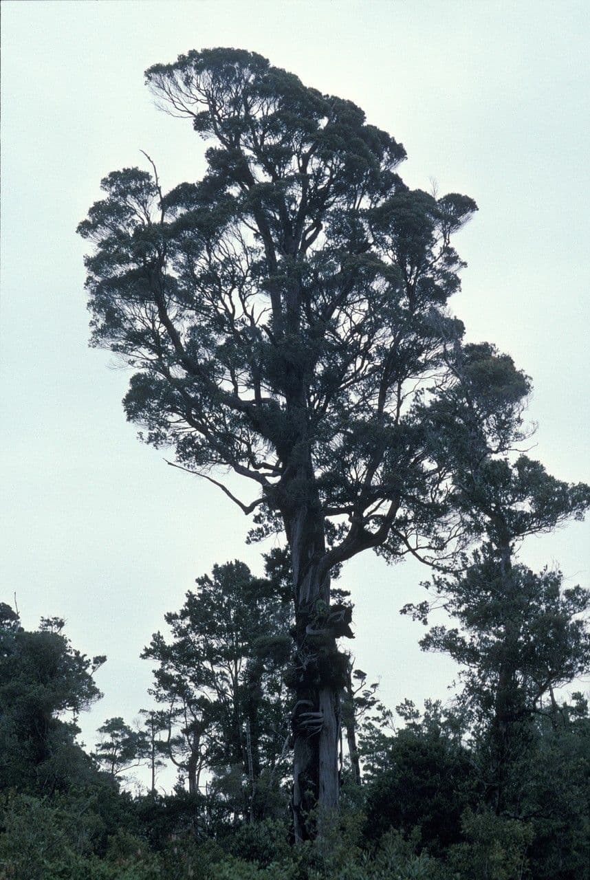 Metrosideros robusta 3