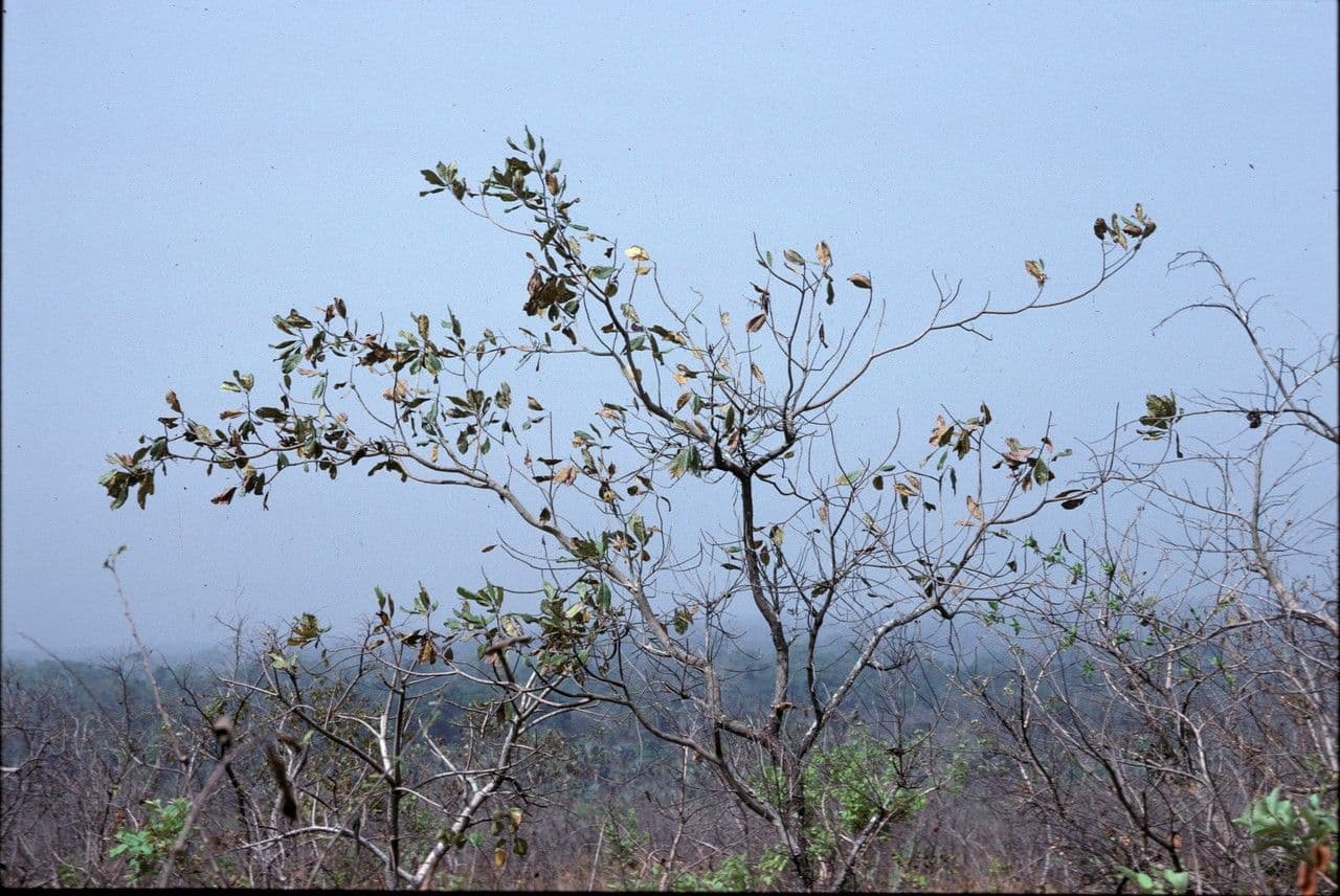 Terminalia