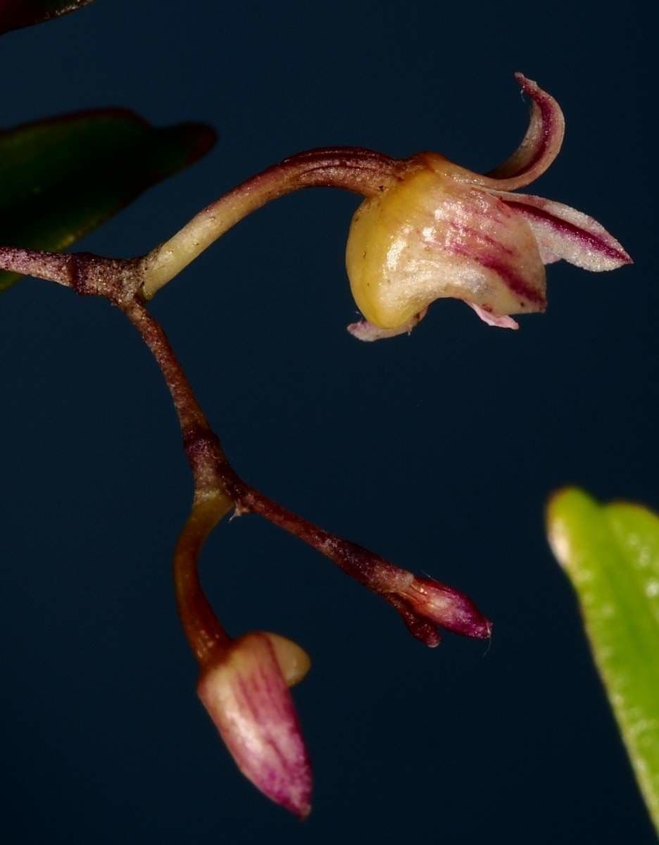 Dendrobium 4