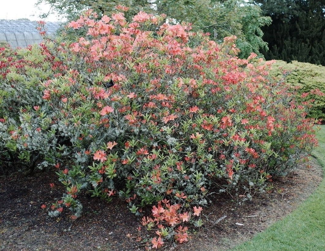 Azalea cinese 10