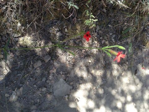 Silene laciniata 16