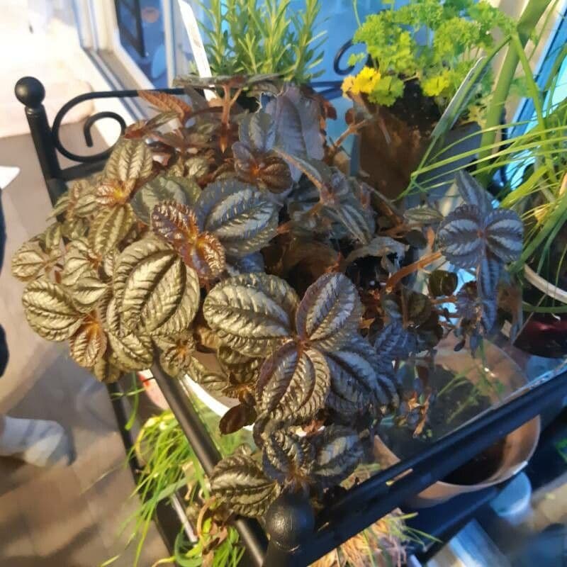 Pilea 6