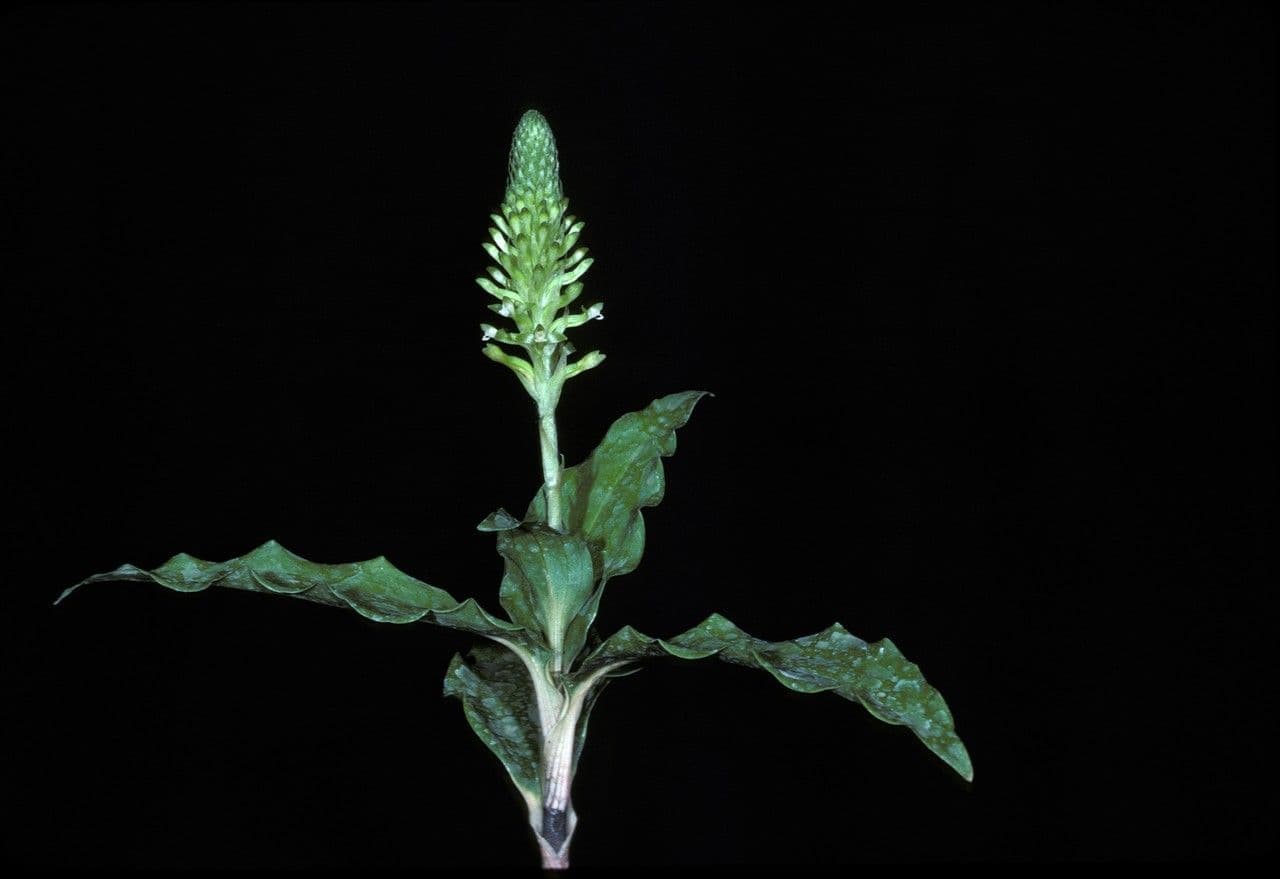 Aspidogyne 2