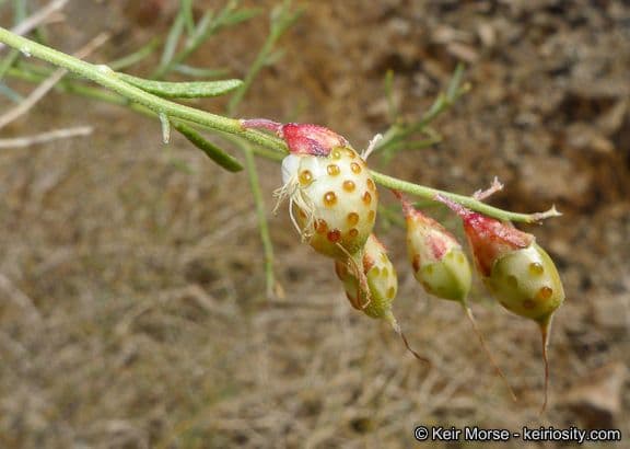 Psorothamnus schottii 4