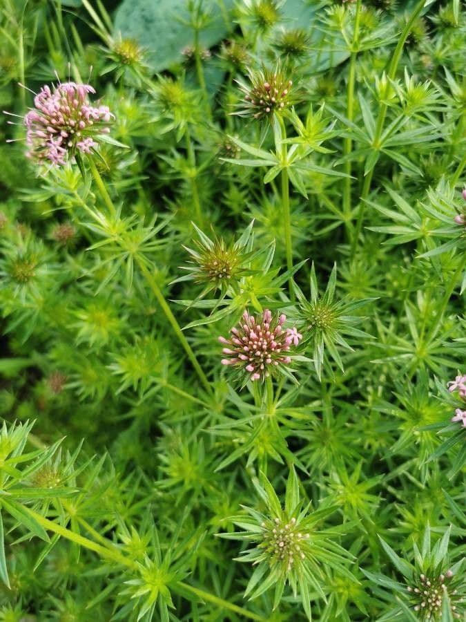 Fopside 11