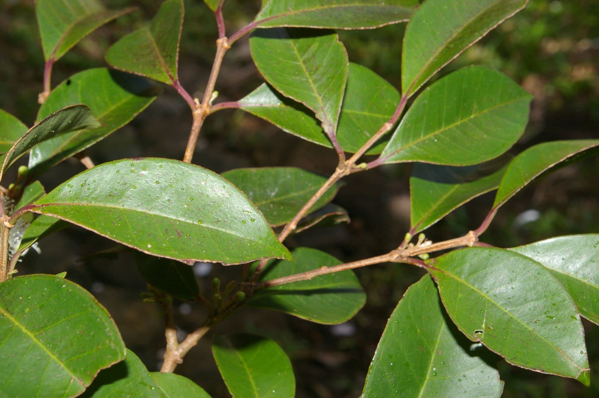 Eugenia 13