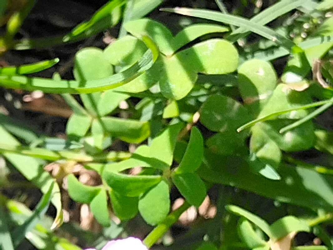Acetosa caprina 3