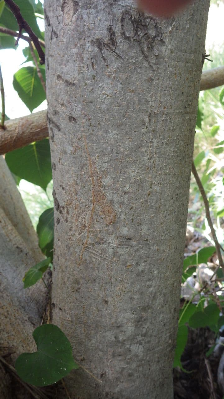 Cordia myxa 23