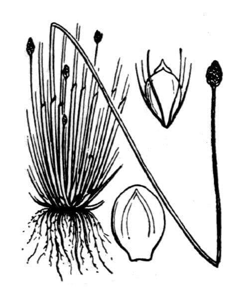 Eleocharis ovata 23
