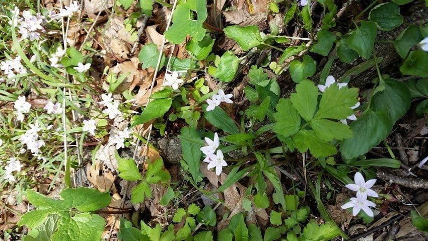Claytonia 20