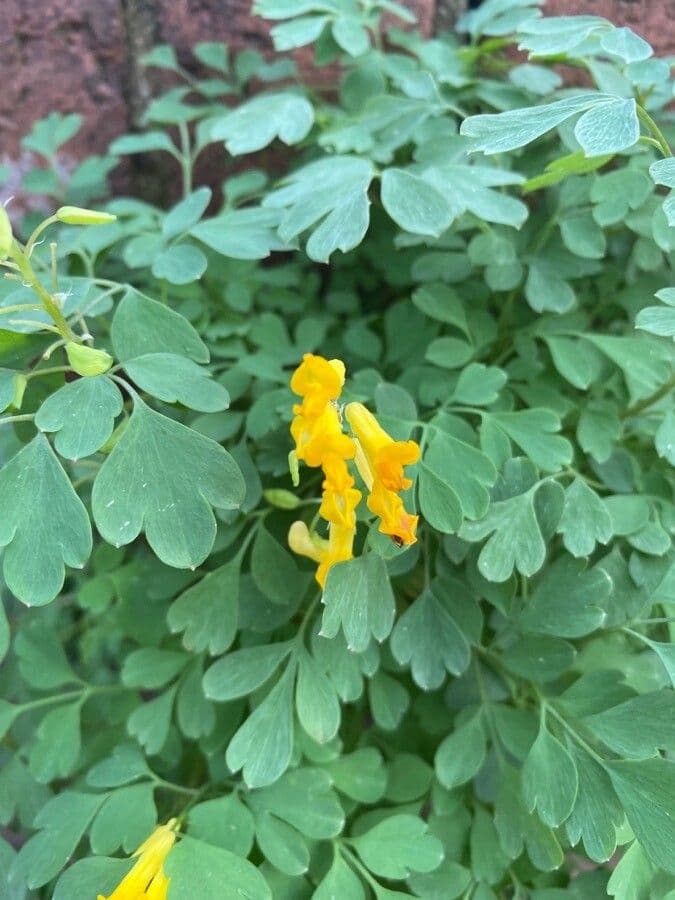 Colombina gialla 10