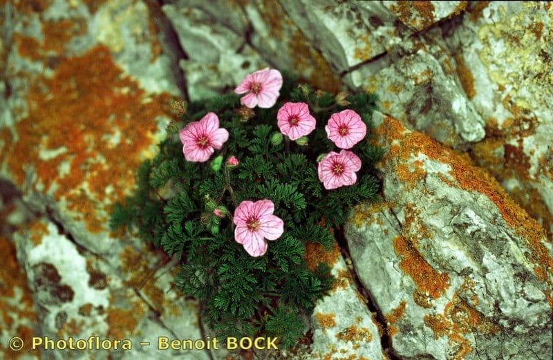 Stinkender Storchschnabel 27