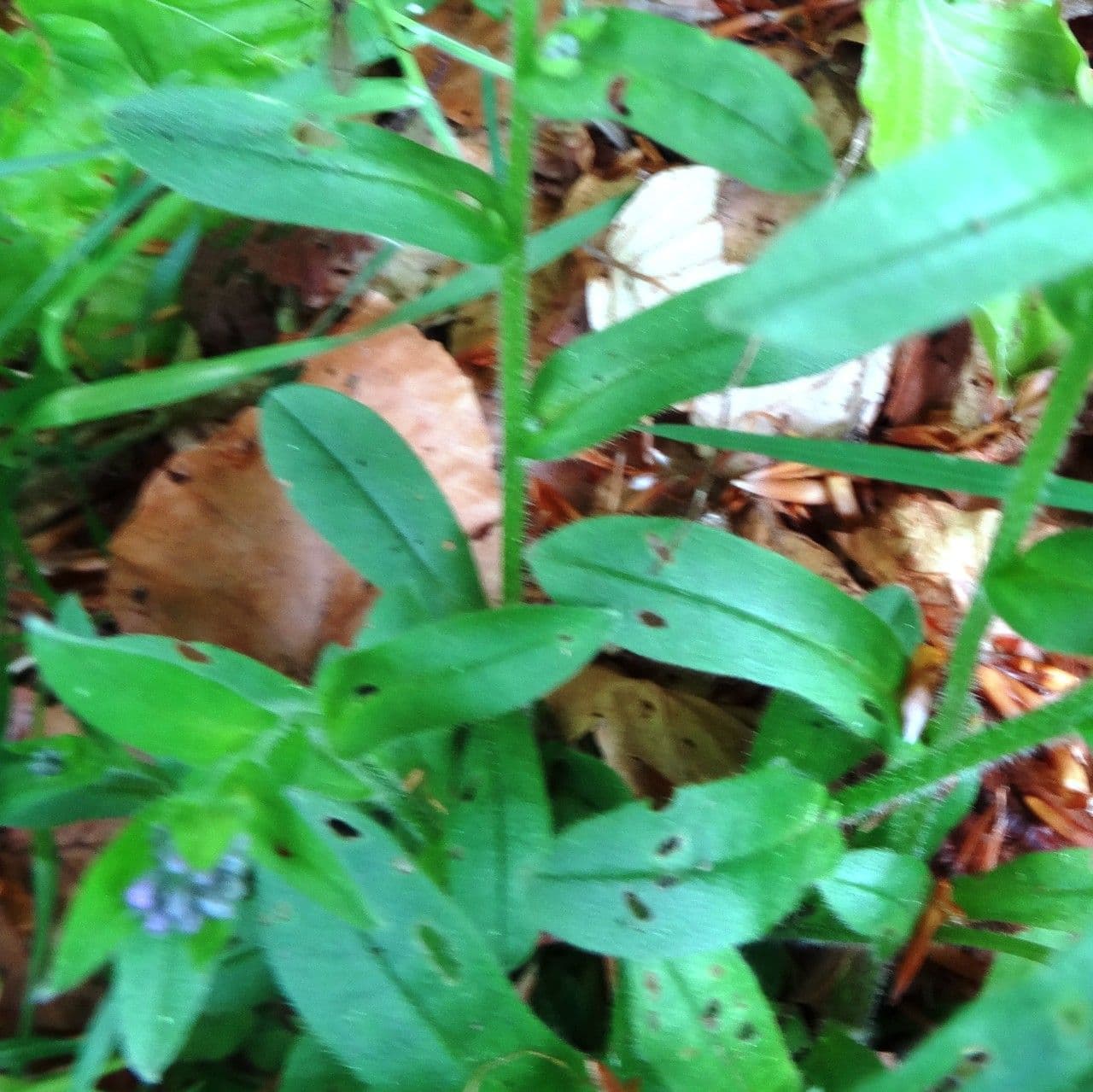 Myosotis décombant 11