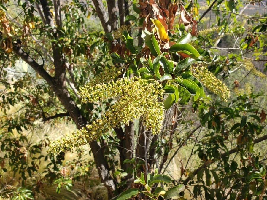 Escallonia 4