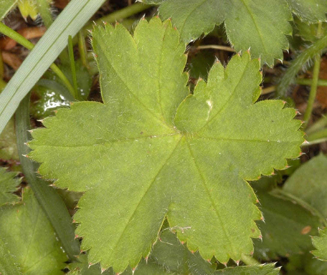 Alchemilla pelosa 12