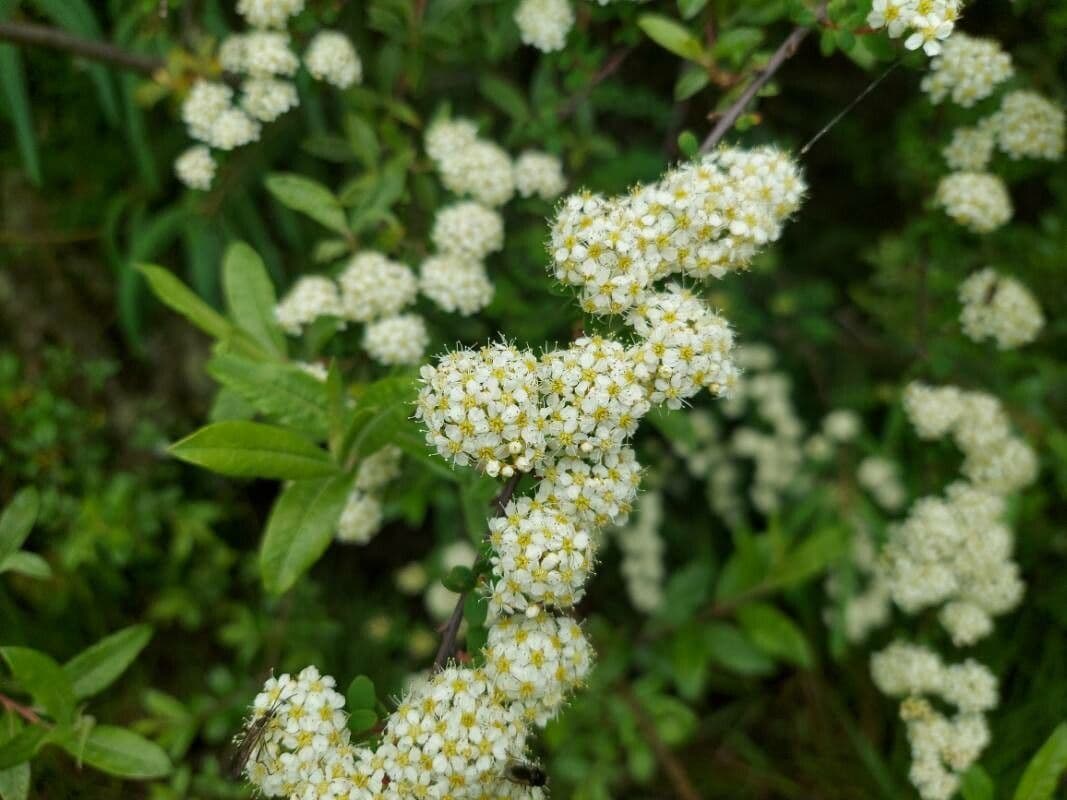 Espirea