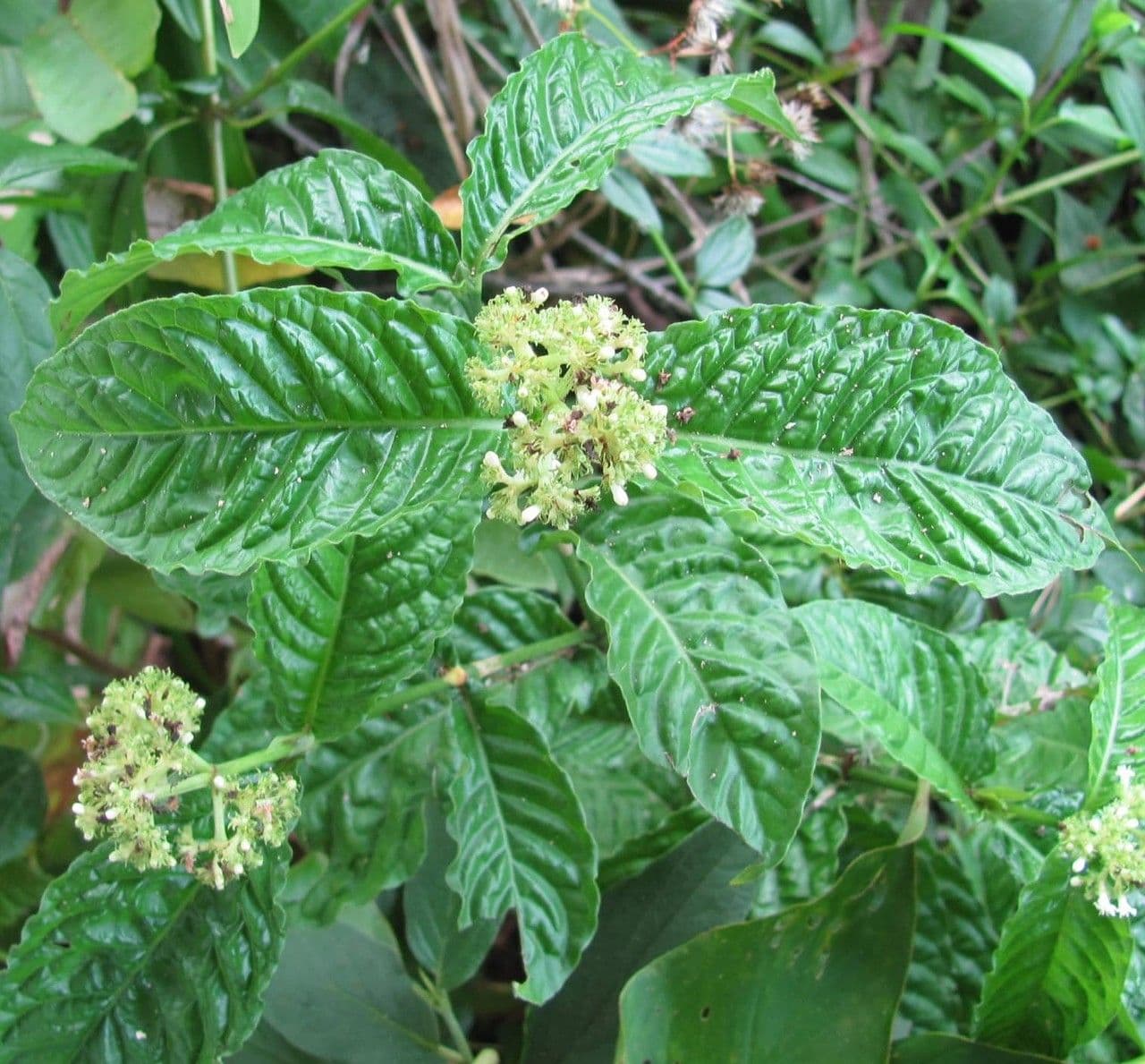 Psychotria 12
