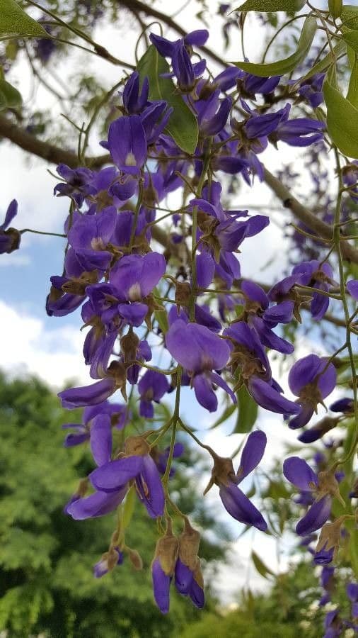 Bolusanthus 3