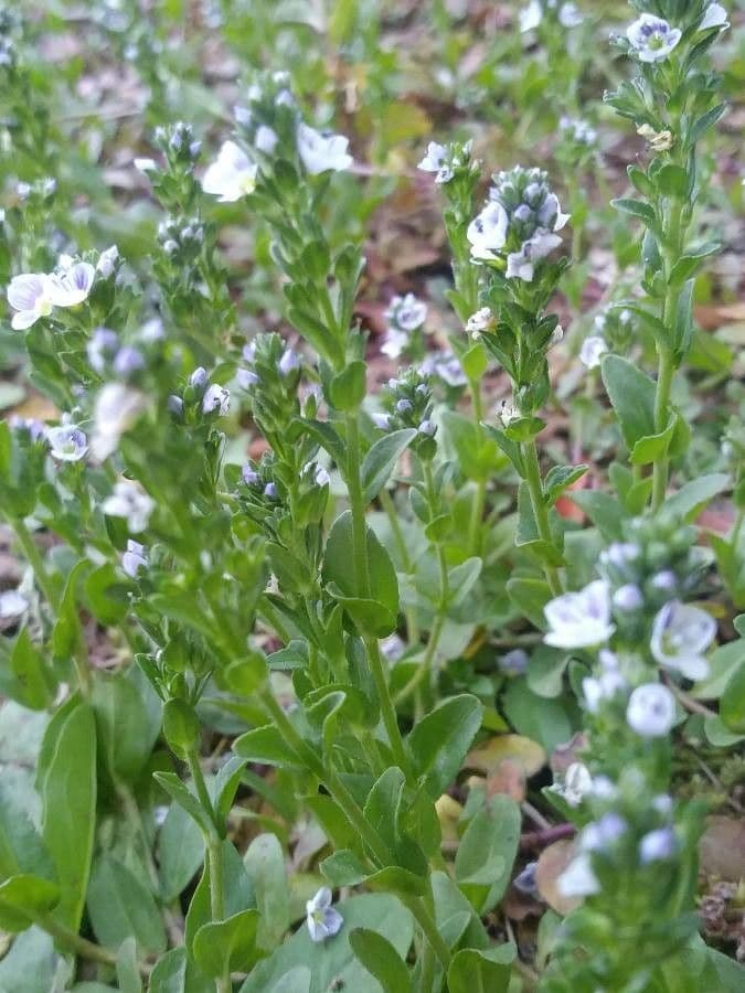 Veronica serpilifolia 29